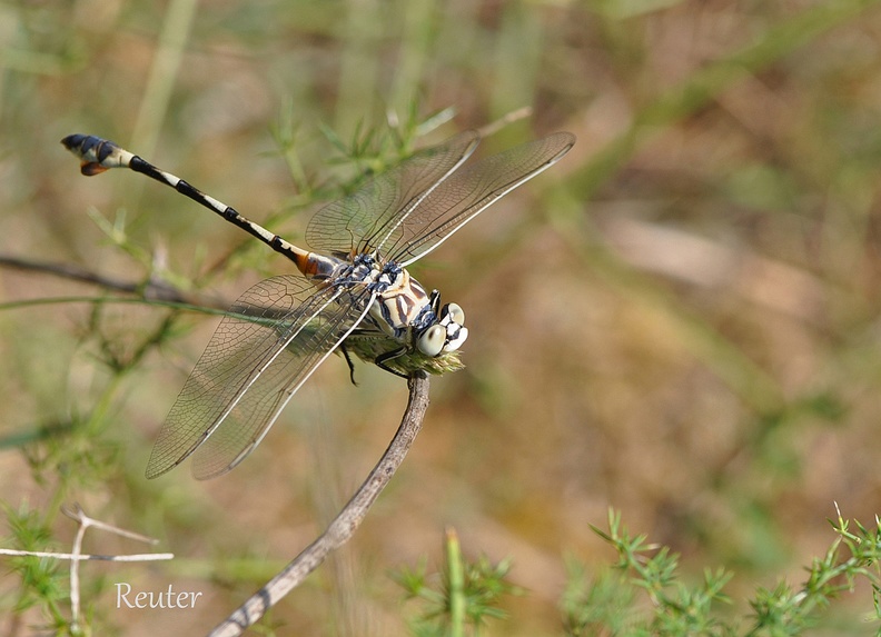 Seedrache (Lindenia tetraphylla)